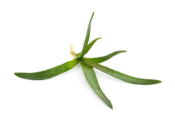 Photo of Green aloe plant.