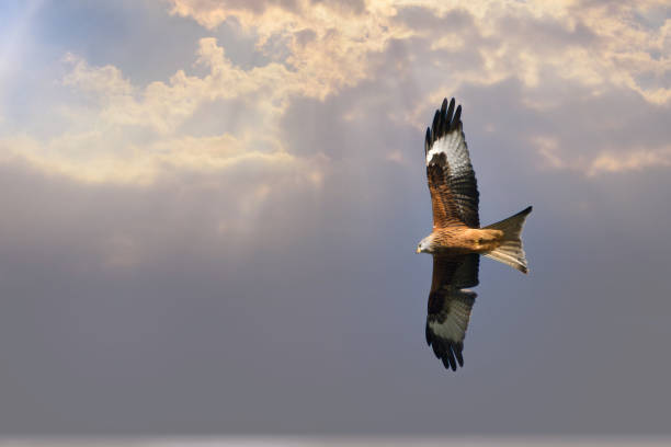 Red kite bird of prey Beautiful bird of prey red kite soaring against a dramatic sky￼ bird of prey stock pictures, royalty-free photos & images