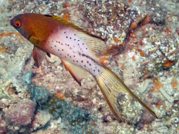 um peixe-porco lyretail (bodianus anthiodes) no mar vermelho - macaca - fotografias e filmes do acervo