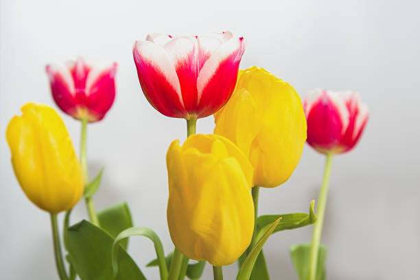 istock red and yellow tulips on white 1386001170