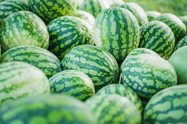 molti grandi cocomeri verdi dolci. - watermelon foto e immagini stock