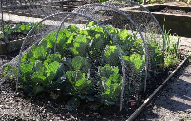 istock Young vegetables growing in cloche 1386002673