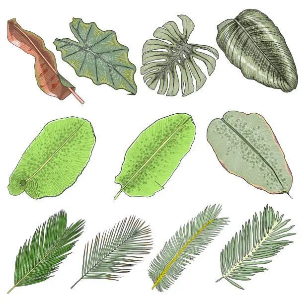 Vector illustration of Hand drawn tropical palm leaves and jungle plants set, realistic set of tropical leaves. Very detailed colorful plants collection. Botanical elements for beauty care products. Vector.