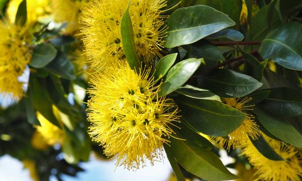 istock Golden penda  ( Xanthostemon chrysanthus ) in park 1386004579
