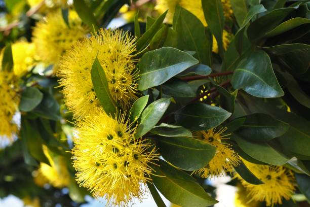 istock Golden penda  ( Xanthostemon chrysanthus ) in park 1386004600