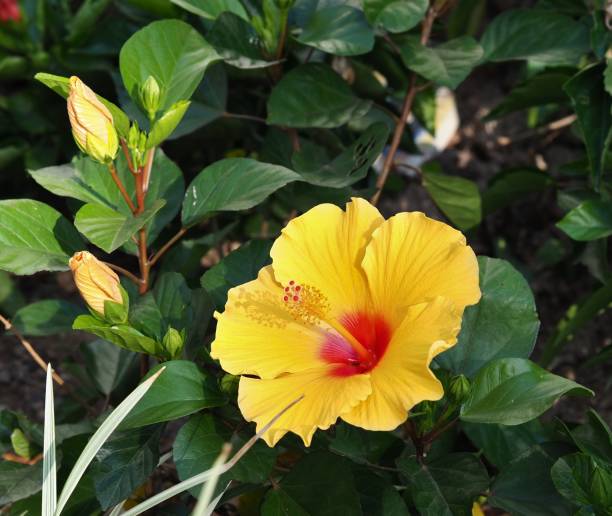 istock Hibiscus in the park 1386005682