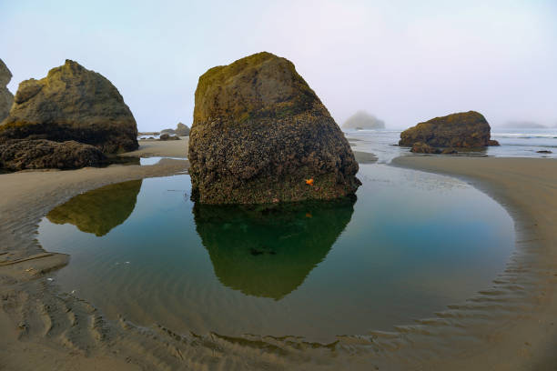 The Central California coast features a variety of terrain from sandy beaches, rocky coastline, forests and rolling hills.The main road is Highway 1, the Pacific Coast Highway.