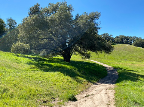 Trail on green grassy hill with an oak tree