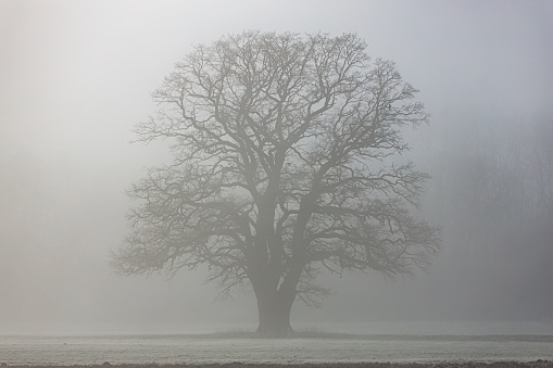 Beech tree forest during a foggy winter morning with some snow on the forest floor of the Speulderbos in the Veluwe nature reserve. The forest ground is covered with brown fallen leaves and the path is disappearing in the distance. The fog is giving the forest a desolate and moody atmosphere.