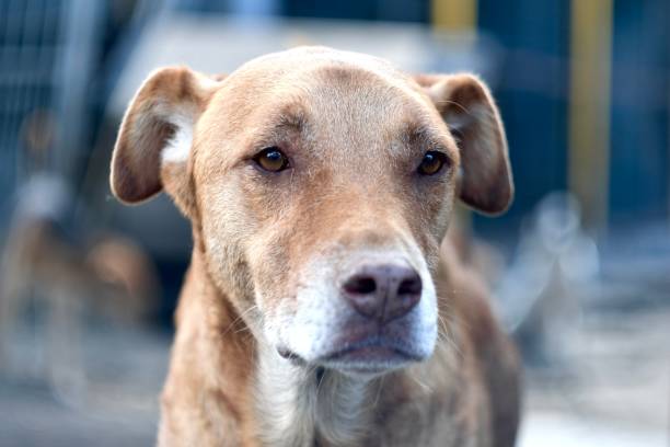 istock Red dog portrait 1386018682