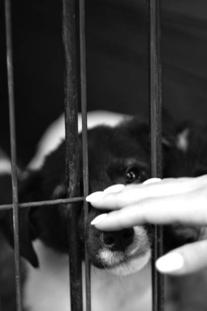 istock Dog behind the fence 1386019761
