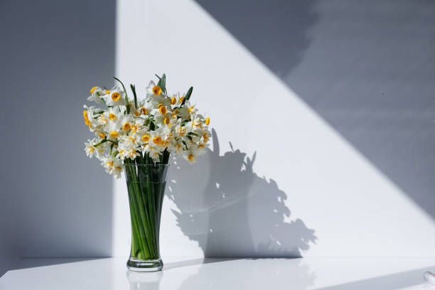 A bouquet of white daffodils in glass vase on the table, natural sunlight. Narcissus flowers in minimal close up composition with visible petal texture. Background, copy space top view.