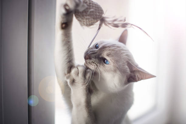 istock Cat hunting to mouse at home. 1386021192