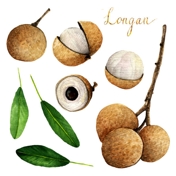 longan. Hand drawn on white background. watercolor  illustration tropical fruit longan. Hand drawn on white background. watercolor  illustration tropical fruit longan stock illustrations