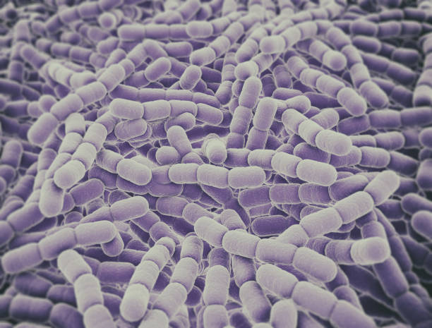 Streptococcus pneumonia bacteria cells Streptococcus pneumonia bacteria cells. Microscopic pericarditis stock pictures, royalty-free photos & images