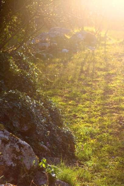 istock Sunset in the Field 1386026709