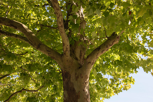 view into a plane tree with patterned bark