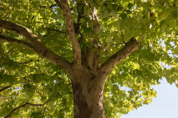 a trunk of a big plane tree with a patterned bark and green leaves in sunlight