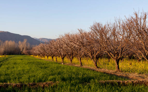 istock Apricot fruit farm beautiful landscape view in spring 1386026923