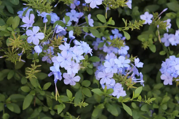 Blue little flowers