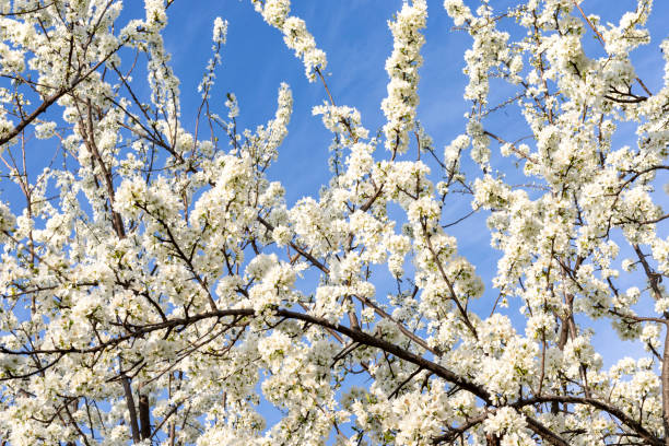 istock Plum fruit tree white flowers with sky in the background 1386028694