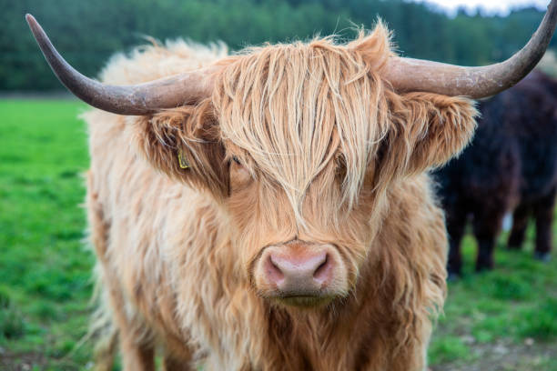 istock Highland cow close up in Scotland, UK 1386028896