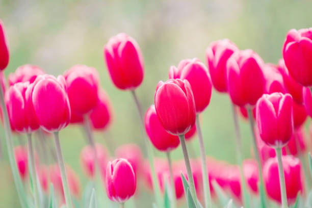 Blooming tulips in the park stock photo