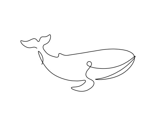 pojedyncza linia wieloryba. abstrakcyjna sylwetka konturowa wieloryba. rysunek artystyczny z jedną ciągłą linią. minimalistyczna izolowana ilustracja wektorowa. - doodle fish sea sketch stock illustrations