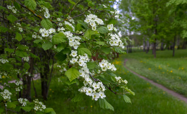 crataegus monogyna, noto come il biancospino comune, fiorisce nel giardino - hawthorn foto e immagini stock