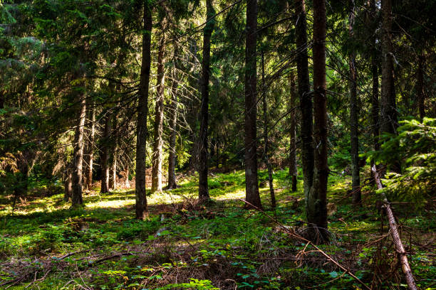 istock View through forest trees, sunlights over the mountain forest details 1386030218