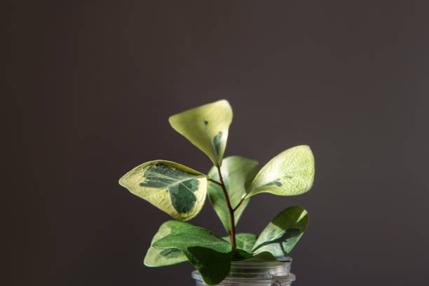 istock Ficus triangularis coconut cream variety in a glass for transplantation close-up leaf on the windowsill in bright sunlight with shadows. Potted house plants, green home decor, care and cultivation 1386031125