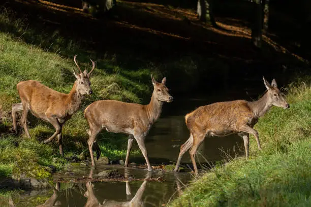 Three red deer (Cervus elaphus) walking through a creek.