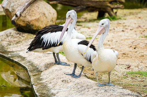 Three pelicans resting at the Bali Zoo.