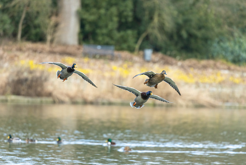 Three mallard ducks (Anas platyrhynchos) landing in a lake.