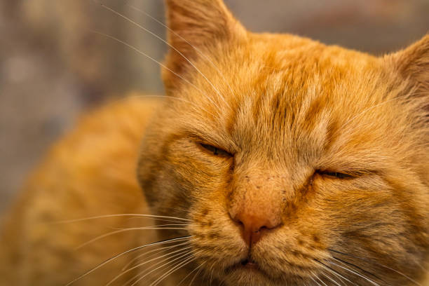 istock Sweet lazy ginger kitten - orange kitten close up 1386031432
