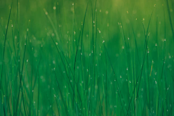 drops of dew on the grass. macro