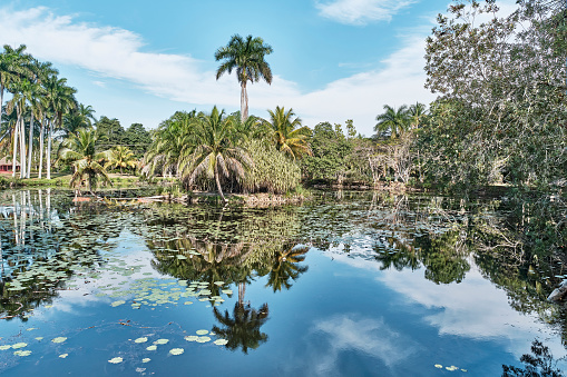 Tropical landscape with pond, small island, palm trees and beautiful sky reflected in water. Natural park on Zapata Peninsula, Cuba.