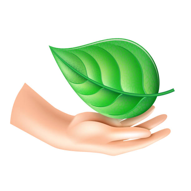 istock Hands hold a leaf of the plant. Vector illustration isolated on white 1386036456