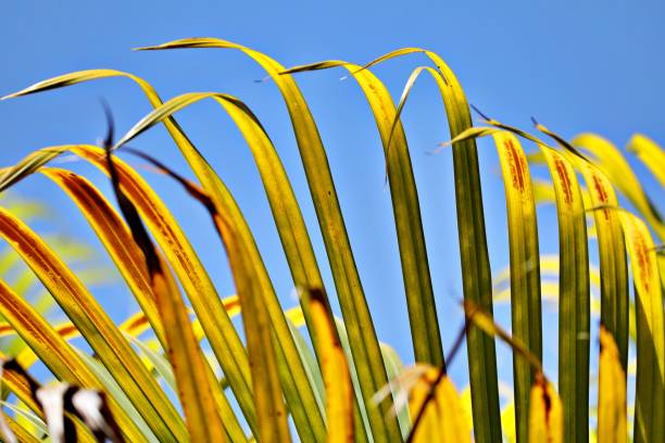 istock Close up of green leaves 1386037416