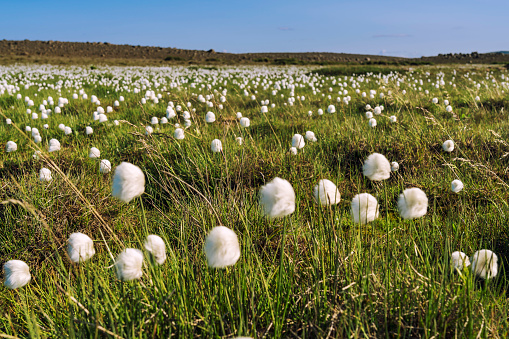 White alpine cotton plants in green meadow against mountain range and blue sky. Landmanalaguar, Iceland