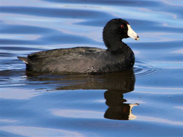 istock American Coot in Iowa Park, Texas 1386038314