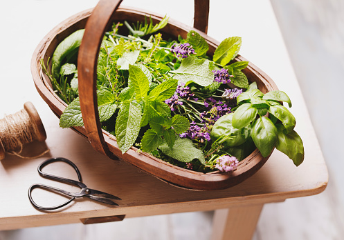 Basket of freshly picked herbs including basil, rosemary, mint and parsley on wooden table.