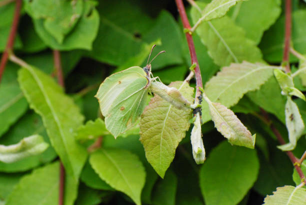istock English Common Brimstone Butterfly on flowers and plants. 1386039507