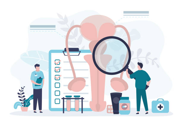 Urologist examines male genitourinary system. Diagnosis of prostatitis or sexual dysfunction Urologist examines male genitourinary system. Diagnosis of prostatitis or sexual dysfunction. Andrologist engaged in prevention and treatment of diseases of reproductive system. Vector illustration prostate gland stock illustrations