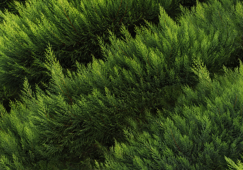 Background of thuja branches. Natural wallpaper. Natural backdrop for your design. Flat lay. Copy space.