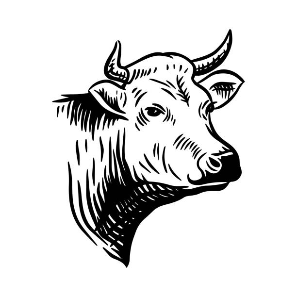 illustrazioni stock, clip art, cartoni animati e icone di tendenza di testa di mucca. illustrazione vettoriale disegnata a mano in uno stile vintage. - bovino