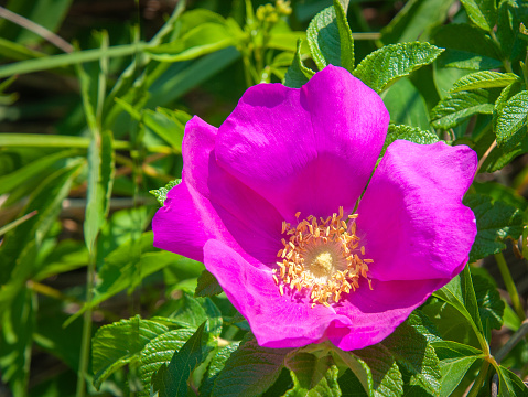 Close up of the yellow stamens of  a wild beach rose, (rosa Rugosa), on a Cape Cod beach.