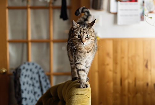 Cute tabby cat on the edge of a chair in kitchen. Apartment is very lived in and cosy. Horizontal full length indoors shot with copy space.