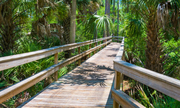 Northern Florida Boardwalk
