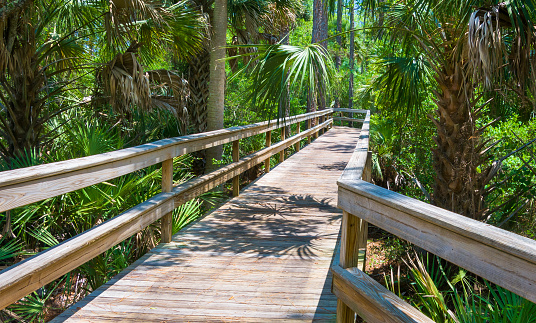 A wooden boardwalk winds through a lowland swamp in St. Augustine, Florida